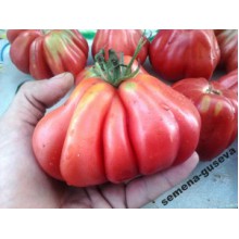 Редкие сорта томатов Тлаколула ребристый
